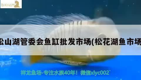 松山湖管委会鱼缸批发市场(松花湖鱼市场) 刀鱼鱼