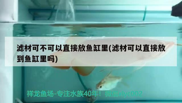 滤材可不可以直接放鱼缸里(滤材可以直接放到鱼缸里吗) 白子红龙鱼