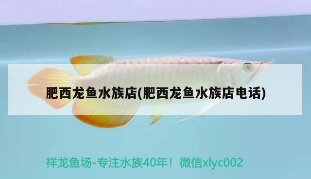 肥西龙鱼水族店(肥西龙鱼水族店电话) 图腾金龙鱼