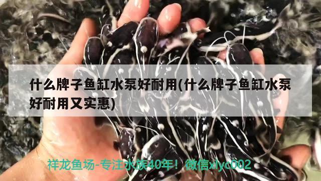 什么牌子鱼缸水泵好耐用(什么牌子鱼缸水泵好耐用又实惠) 鱼缸水泵