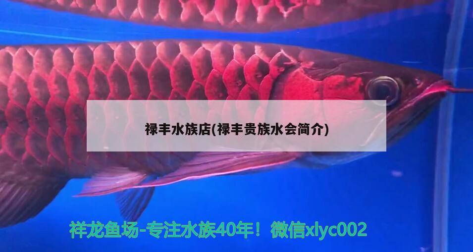 禄丰水族店(禄丰贵族水会简介)