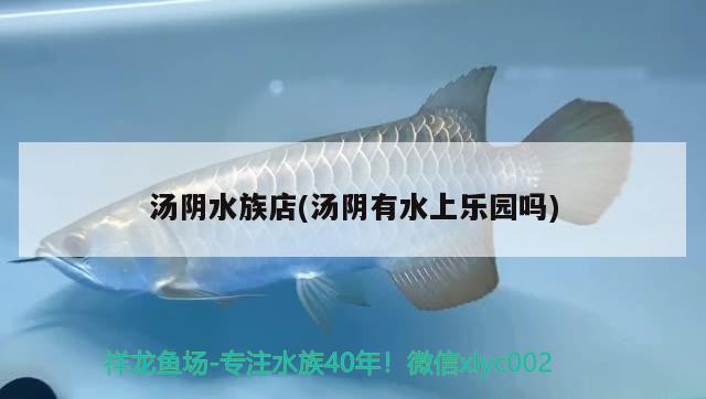 汤阴水族店(汤阴有水上乐园吗)