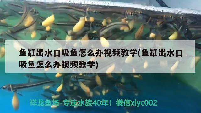 鱼缸出水口吸鱼怎么办视频教学(鱼缸出水口吸鱼怎么办视频教学)