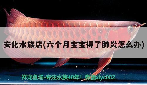 安化水族店(六个月宝宝得了肺炎怎么办) 白玉红龙鱼