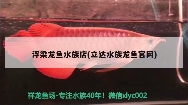 浮梁龙鱼水族店(立达水族龙鱼官网) B级过背金龙鱼