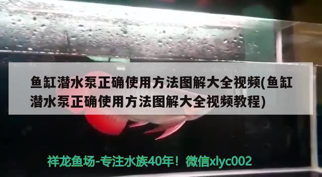 鱼缸潜水泵正确使用方法图解大全视频(鱼缸潜水泵正确使用方法图解大全视频教程)