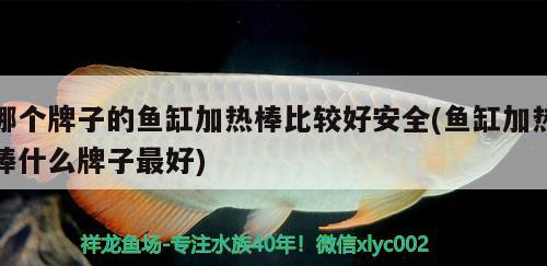 哪个牌子的鱼缸加热棒比较好安全(鱼缸加热棒什么牌子最好) 狗仔招财猫鱼