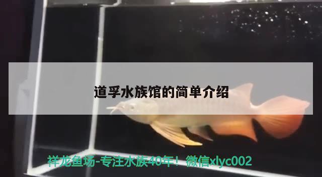 道孚水族馆的简单介绍 祥龙金禾金龙鱼