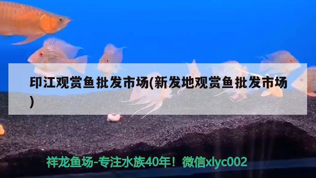 印江观赏鱼批发市场(新发地观赏鱼批发市场) 观赏鱼批发