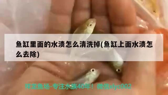 鱼缸里面的水渍怎么清洗掉(鱼缸上面水渍怎么去除)