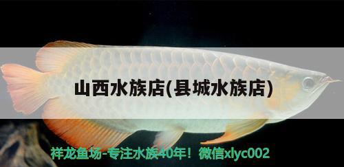 山西水族店(县城水族店) 观赏鱼批发