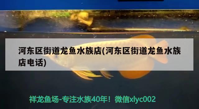 河东区街道龙鱼水族店(河东区街道龙鱼水族店电话) 观赏鱼企业目录