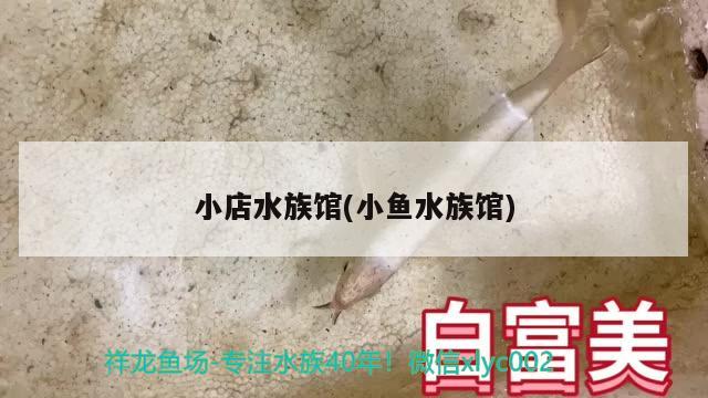 小店水族馆(小鱼水族馆) 埃及神仙鱼