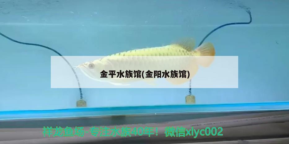 金平水族馆(金阳水族馆) 祥龙金禾金龙鱼