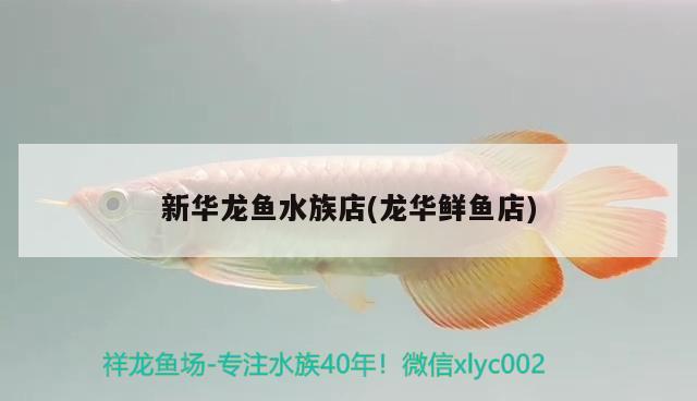 新华龙鱼水族店(龙华鲜鱼店) 虎鱼鱼苗