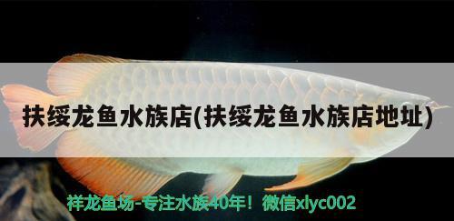 扶绥龙鱼水族店(扶绥龙鱼水族店地址) 绿皮辣椒小红龙