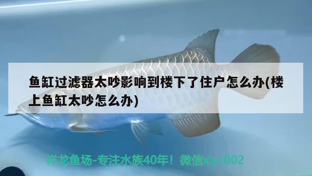 鱼缸过滤器太吵影响到楼下了住户怎么办(楼上鱼缸太吵怎么办) 红勾银版鱼 第2张