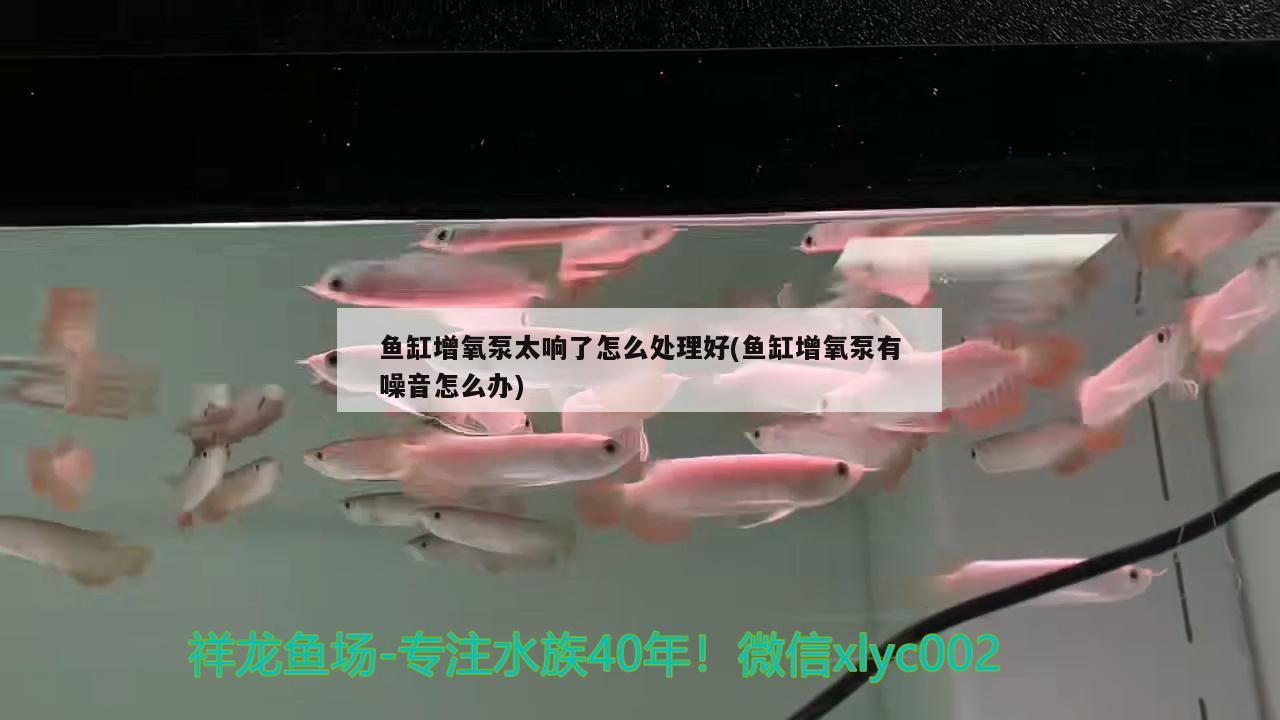 鱼缸增氧泵太响了怎么处理好(鱼缸增氧泵有噪音怎么办)