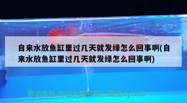 自来水放鱼缸里过几天就发绿怎么回事啊(自来水放鱼缸里过几天就发绿怎么回事啊) 巴西亚鱼苗