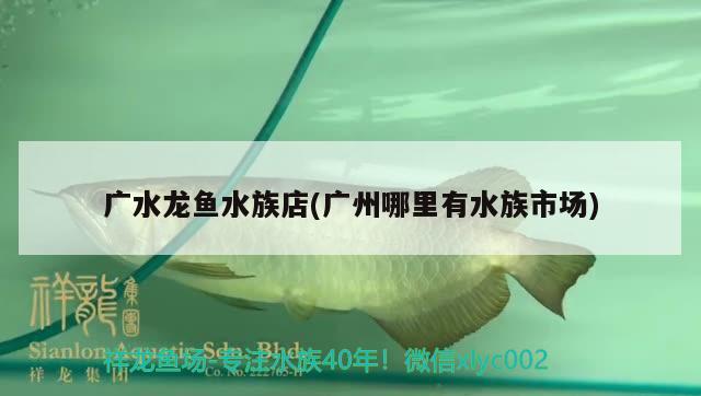 广水龙鱼水族店(广州哪里有水族市场) 南美异形观赏鱼