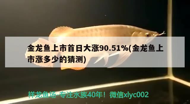 金龙鱼上市首日大涨90.51%(金龙鱼上市涨多少的猜测) 广州观赏鱼鱼苗批发市场