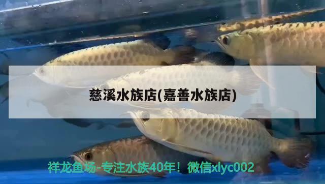 慈溪水族店(嘉善水族店) 龙鱼百科