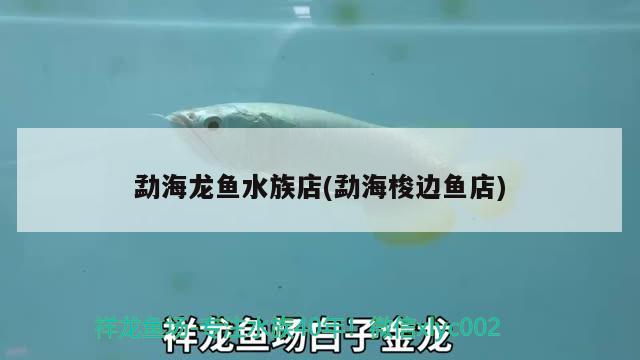 勐海龙鱼水族店(勐海梭边鱼店) 黄金猫鱼