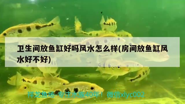 卫生间放鱼缸好吗风水怎么样(房间放鱼缸风水好不好)