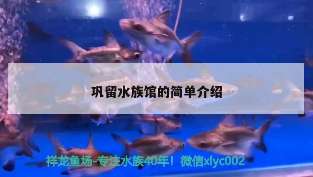 巩留水族馆的简单介绍 朱巴利鱼 第3张