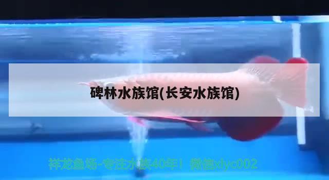 碑林水族馆(长安水族馆) 祥龙鱼场