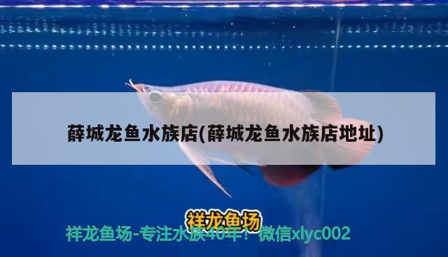 薛城龙鱼水族店(薛城龙鱼水族店地址) 潜水泵