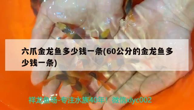 六爪金龙鱼多少钱一条(60公分的金龙鱼多少钱一条) 鱼缸风水