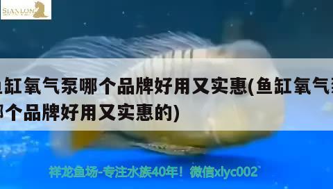 鱼缸氧气泵哪个品牌好用又实惠(鱼缸氧气泵哪个品牌好用又实惠的) 巴卡雷龙鱼