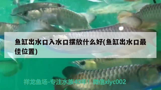 鱼缸出水口入水口摆放什么好(鱼缸出水口最佳位置)