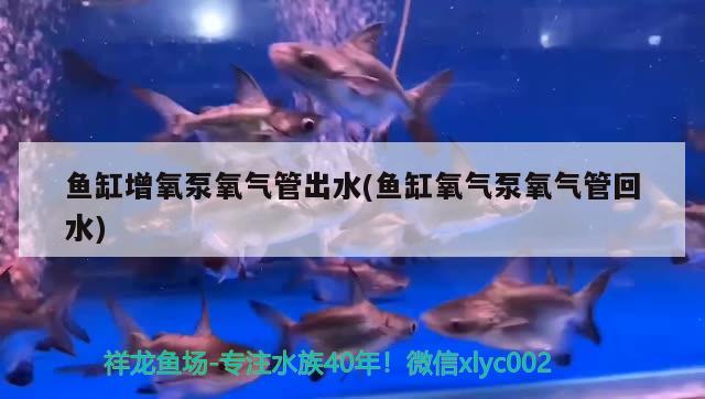 鱼缸增氧泵氧气管出水(鱼缸氧气泵氧气管回水) 鱼缸水质稳定剂