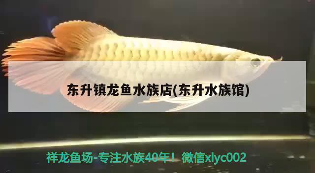 东升镇龙鱼水族店(东升水族馆)