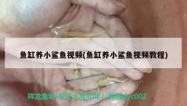 鱼缸养小鲨鱼视频(鱼缸养小鲨鱼视频教程)