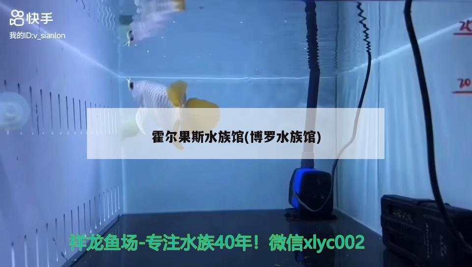 霍尔果斯水族馆(博罗水族馆) 黄金梦幻雷龙鱼