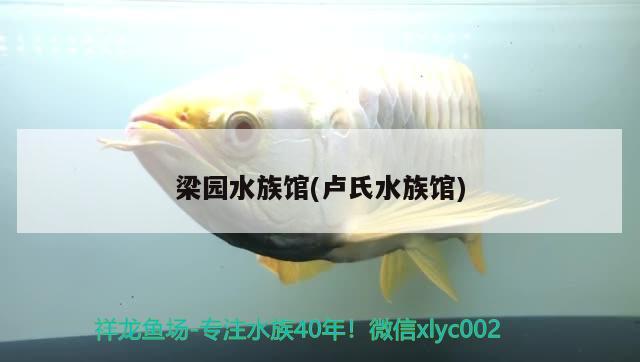 梁园水族馆(卢氏水族馆) 印尼红龙鱼