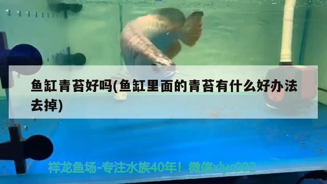 鱼缸青苔好吗(鱼缸里面的青苔有什么好办法去掉) 水族维护服务（上门）