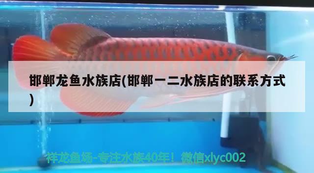 邯郸龙鱼水族店(邯郸一二水族店的联系方式) 黑帝王魟鱼