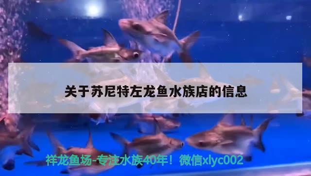 关于苏尼特左龙鱼水族店的信息