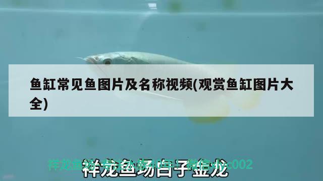 鱼缸常见鱼图片及名称视频(观赏鱼缸图片大全) 斑马鸭嘴鱼