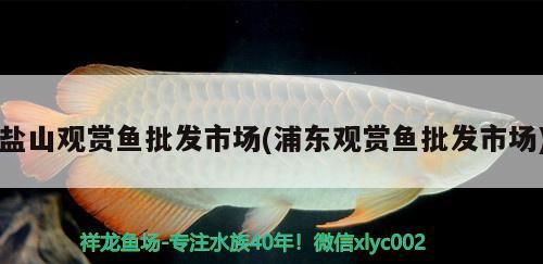 盐山观赏鱼批发市场(浦东观赏鱼批发市场) 观赏鱼批发