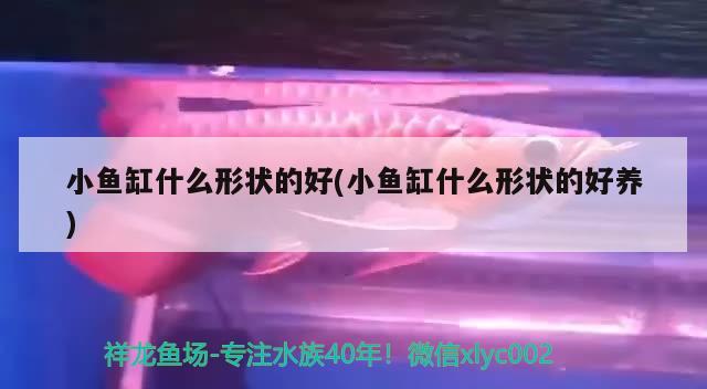 小鱼缸什么形状的好(小鱼缸什么形状的好养) iwish爱唯希品牌鱼缸