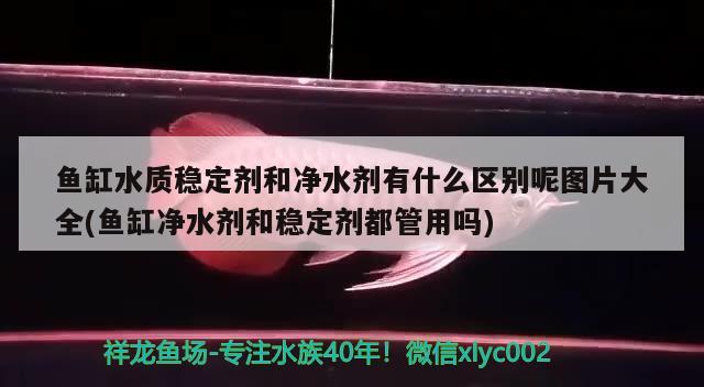 鱼缸水质稳定剂和净水剂有什么区别呢图片大全(鱼缸净水剂和稳定剂都管用吗) 招财战船鱼