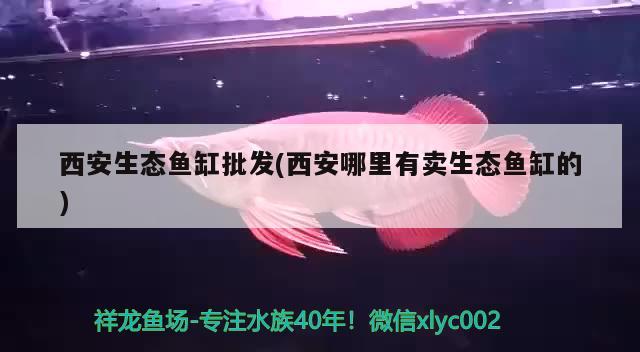 西安生态鱼缸批发(西安哪里有卖生态鱼缸的) 蓝帆三间鱼