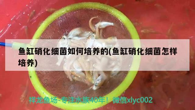 鱼缸硝化细菌如何培养的(鱼缸硝化细菌怎样培养)