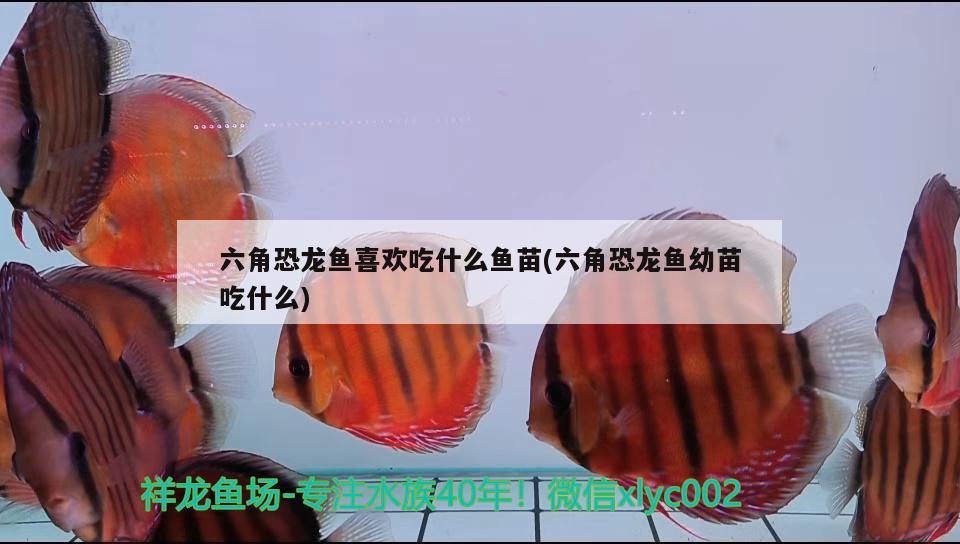 六角恐龙鱼喜欢吃什么鱼苗(六角恐龙鱼幼苗吃什么) 充氧泵