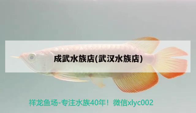 成武水族店(武汉水族店) 星点金龙鱼